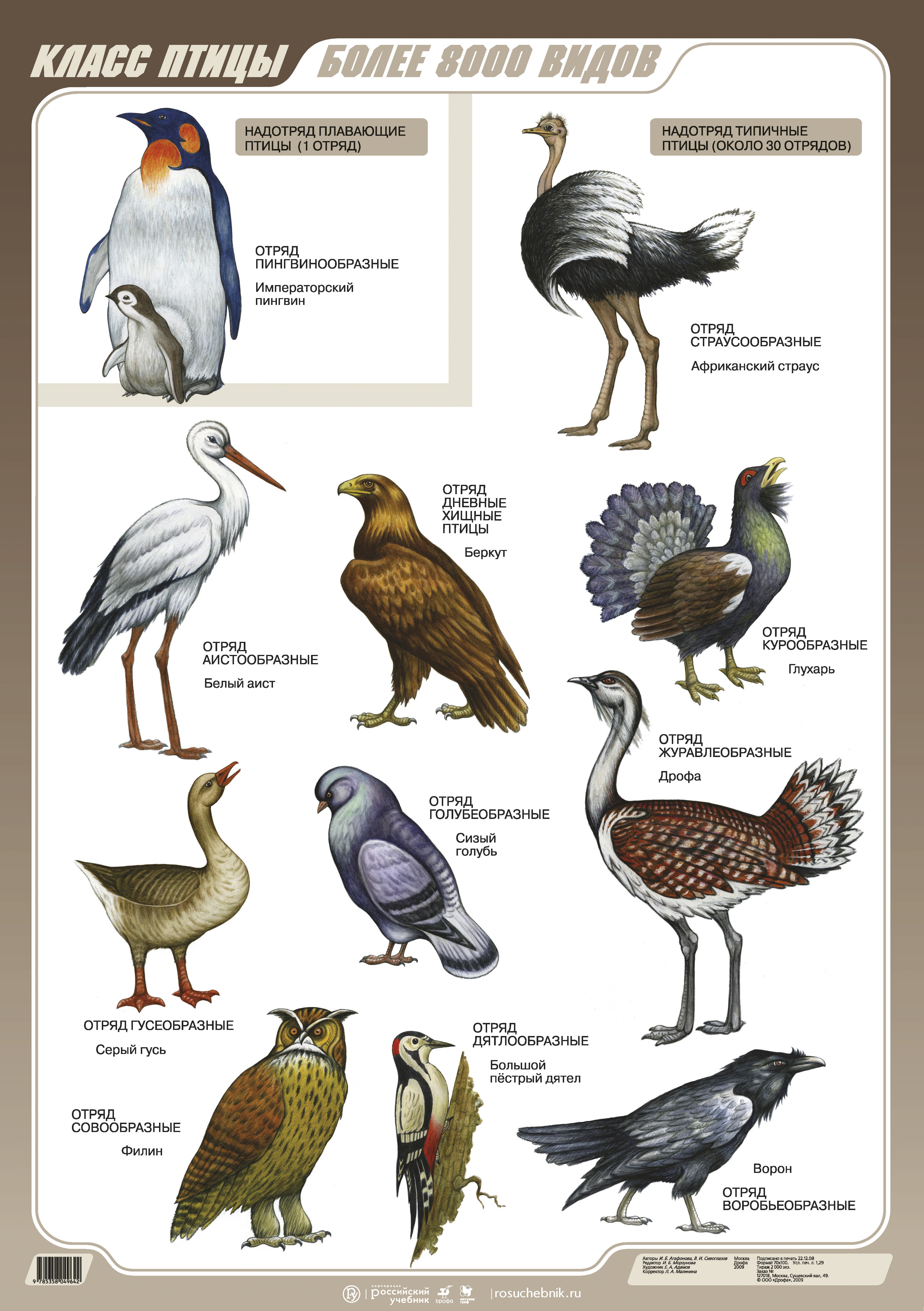 Сколько классов птиц. Класс птицы. Разные виды птиц. Класс птицы многообразие. Птицы наглядное пособие.