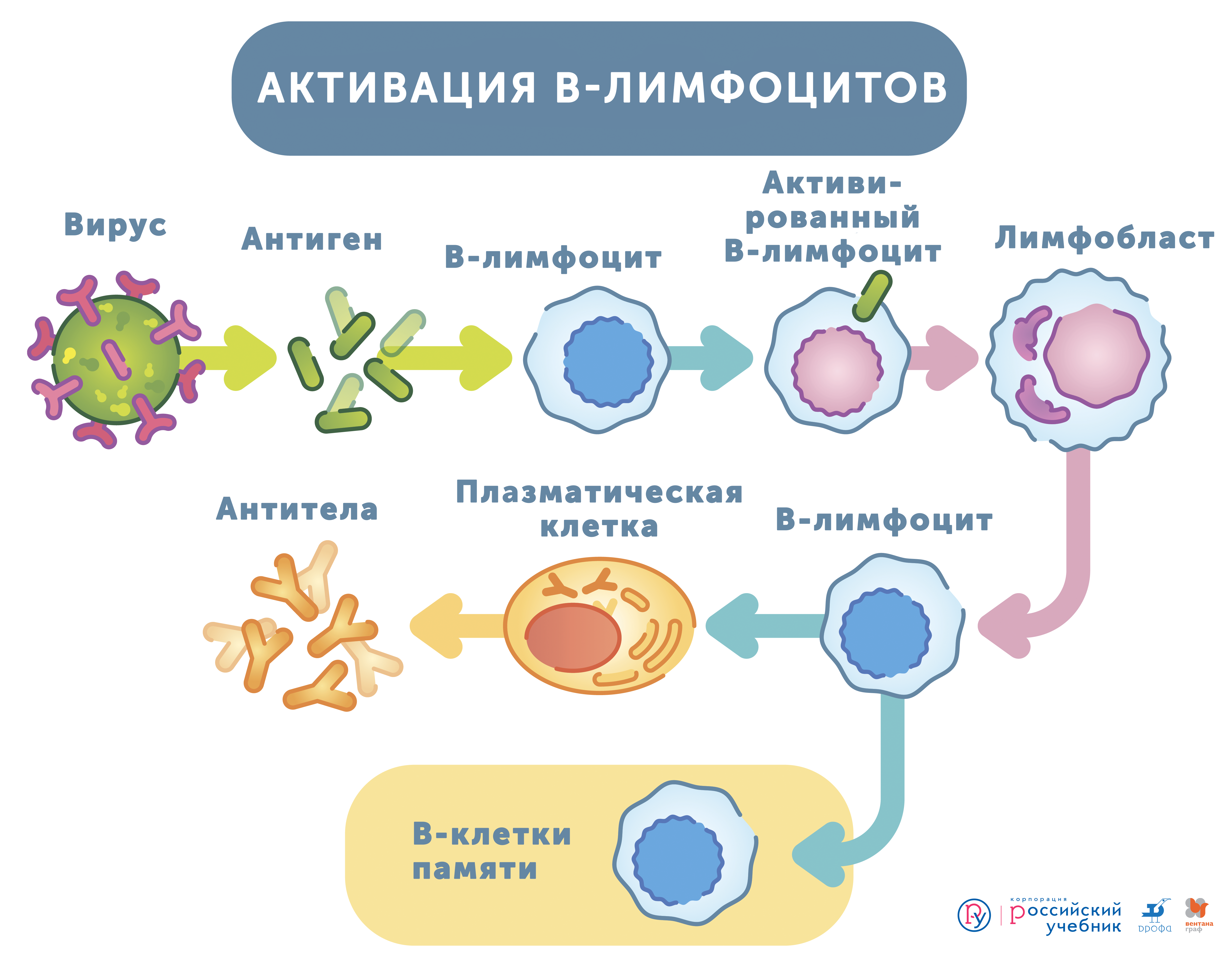 Т и б клетки. Т-лимфоциты иммунной системы схема. B-лимфоциты клетки памяти. Активация т лимфоцитов схема. Активация т лимфоцитов иммунология.