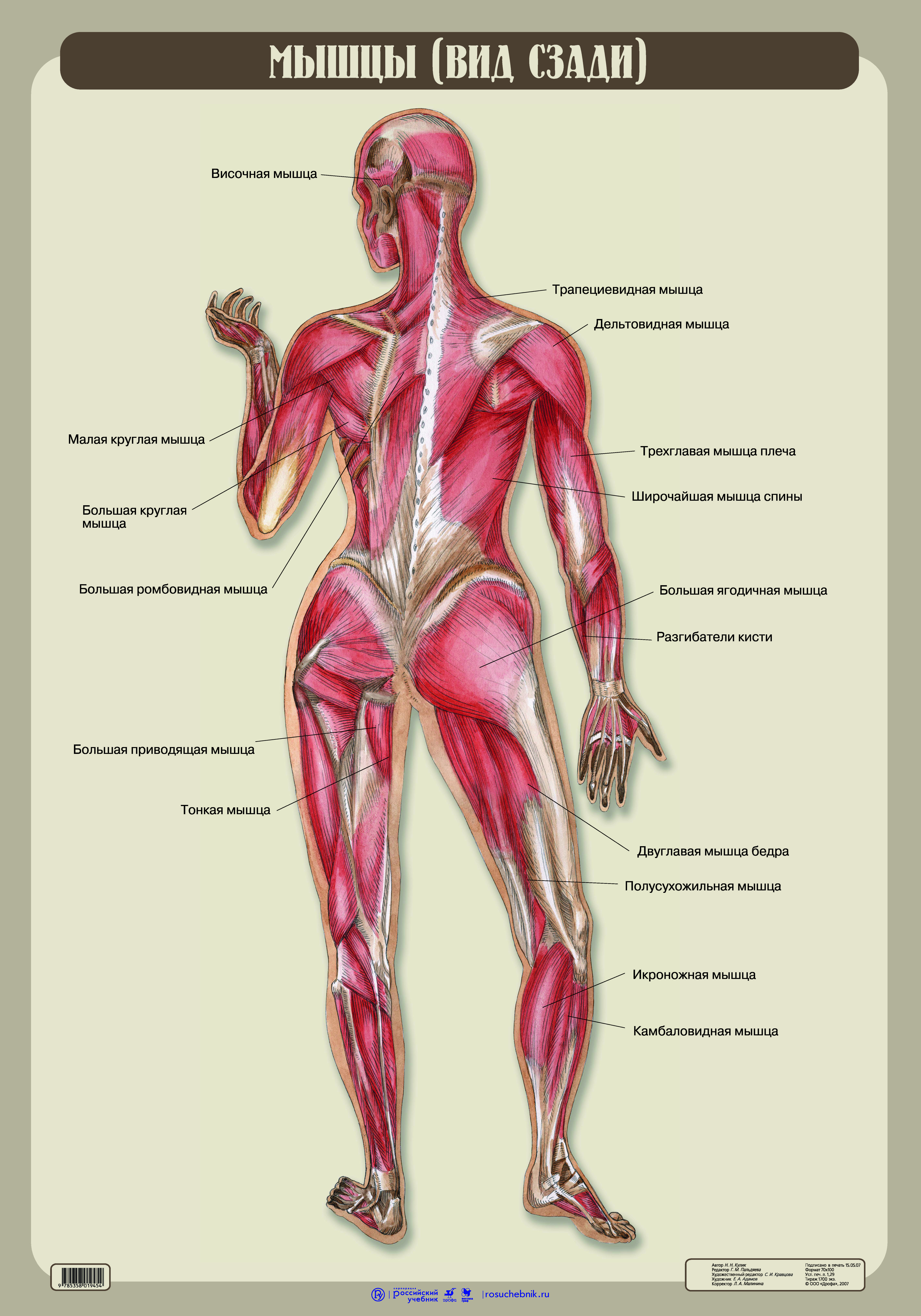 Связки тела. Мышцы человека вид сзади. Строение человека мышцы и связки. Анатомия тела человека мышцы и связки. Скелет мышц человека с названием и описанием.