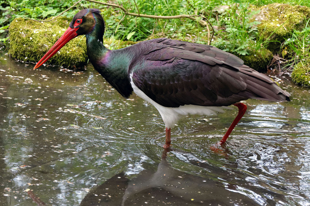 Черный аист Wildpark_Bad_Mergentheim._Schwarzstorch.jpg
