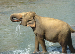 Рисунок 13. Слон пьет, используя атмосферное давление